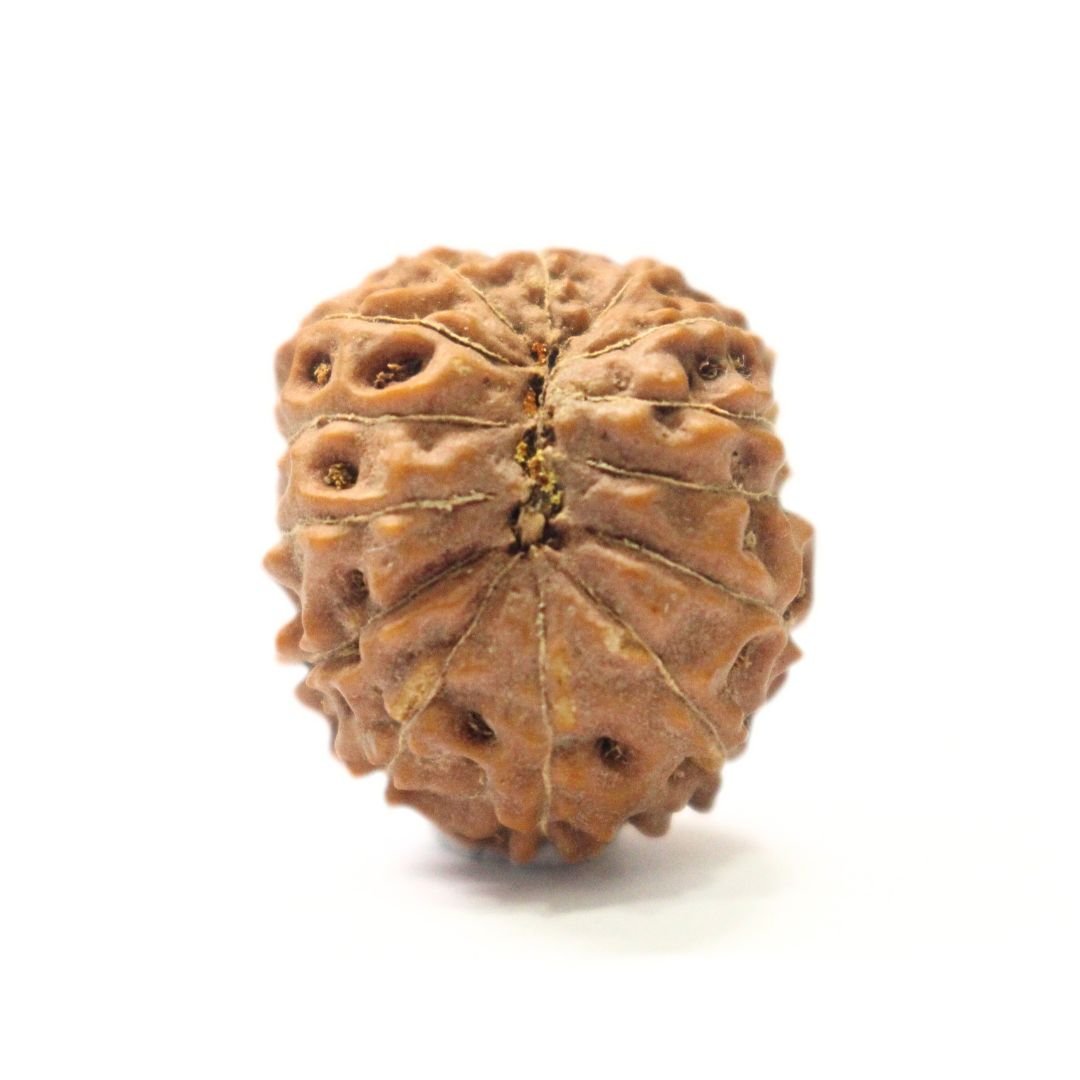 14 Mukhi Rudraksha from Indonesia - 20mm - I - Divine Bead of Lord Hanuman for Courage, Success & Protection | Certified | Rudrastu - Image 2