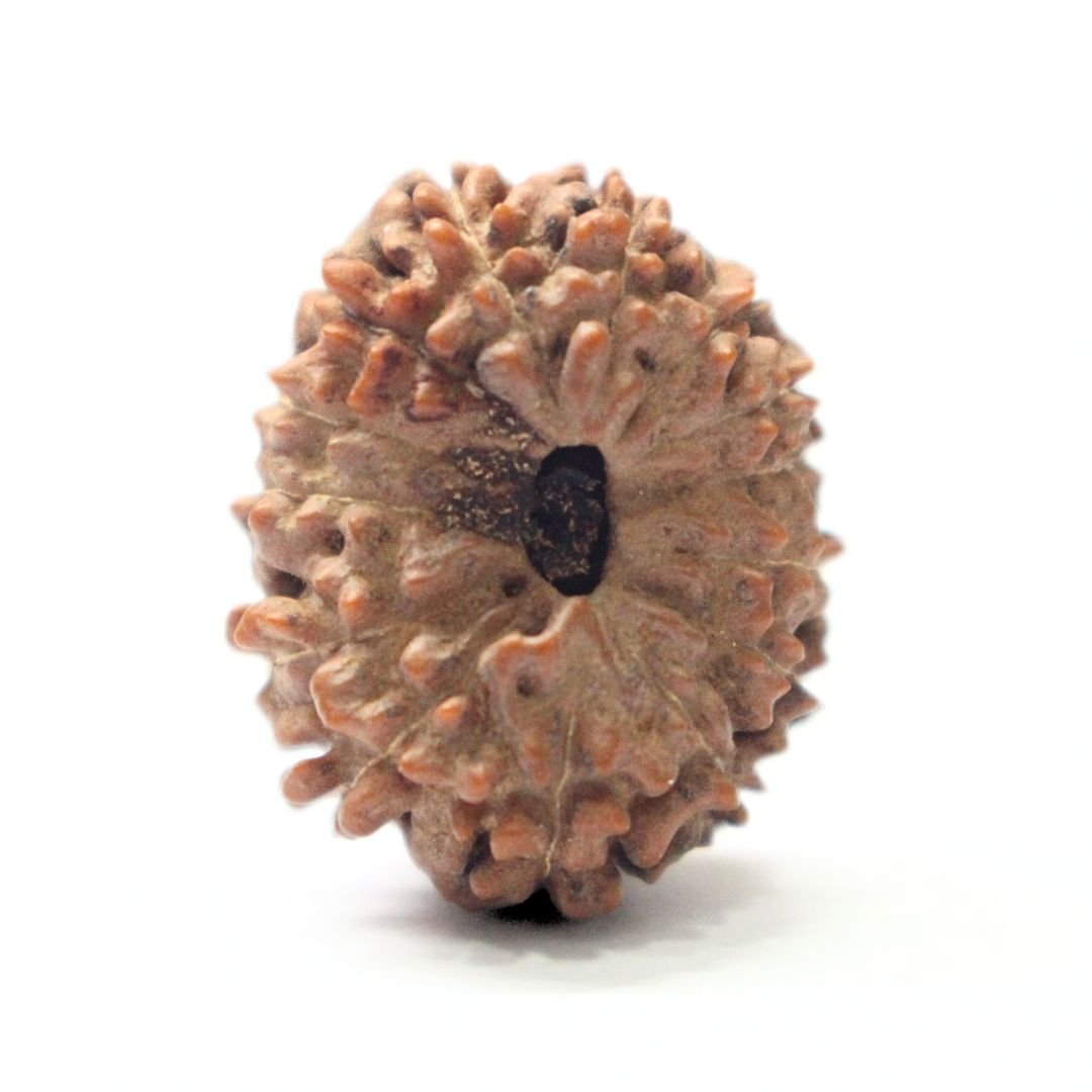14 Mukhi Rudraksha from Indonesia - 23mm - I - Divine Bead of Lord Hanuman for Courage, Success & Protection | Certified | Rudrastu