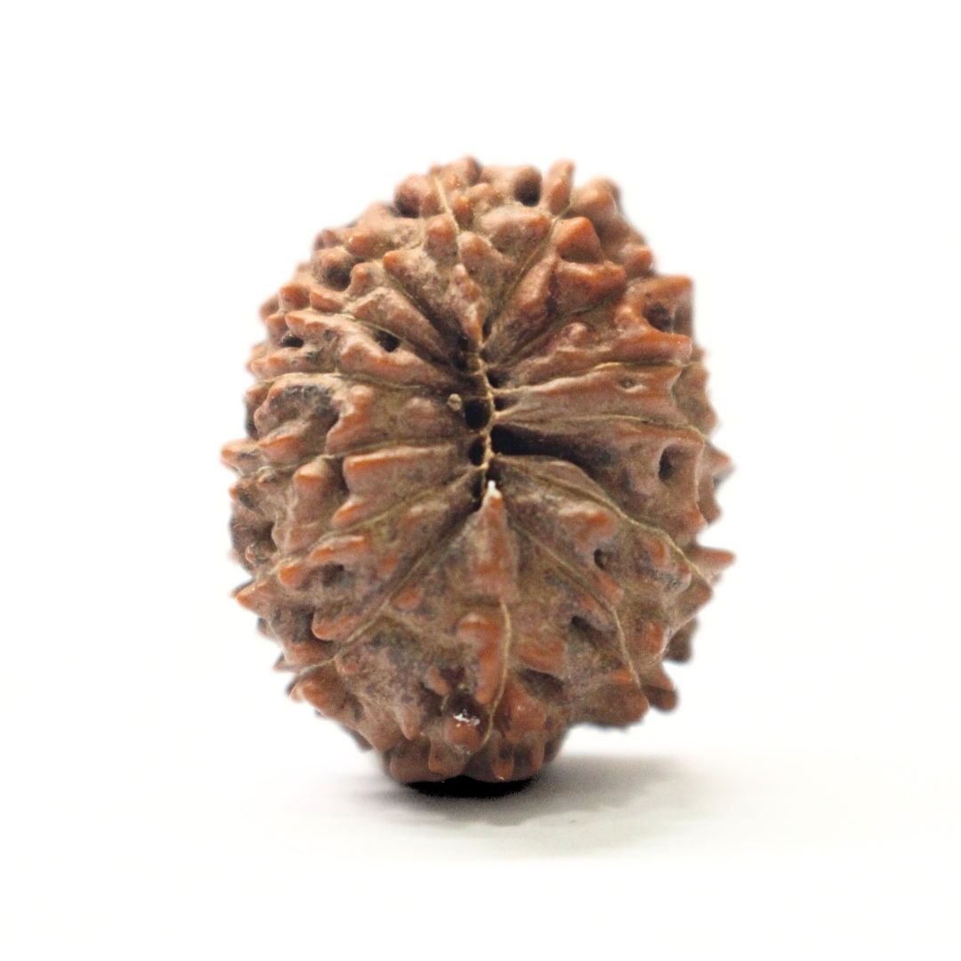 14 Mukhi Rudraksha from Indonesia - 23mm - I - Divine Bead of Lord Hanuman for Courage, Success & Protection | Certified | Rudrastu - Image 2