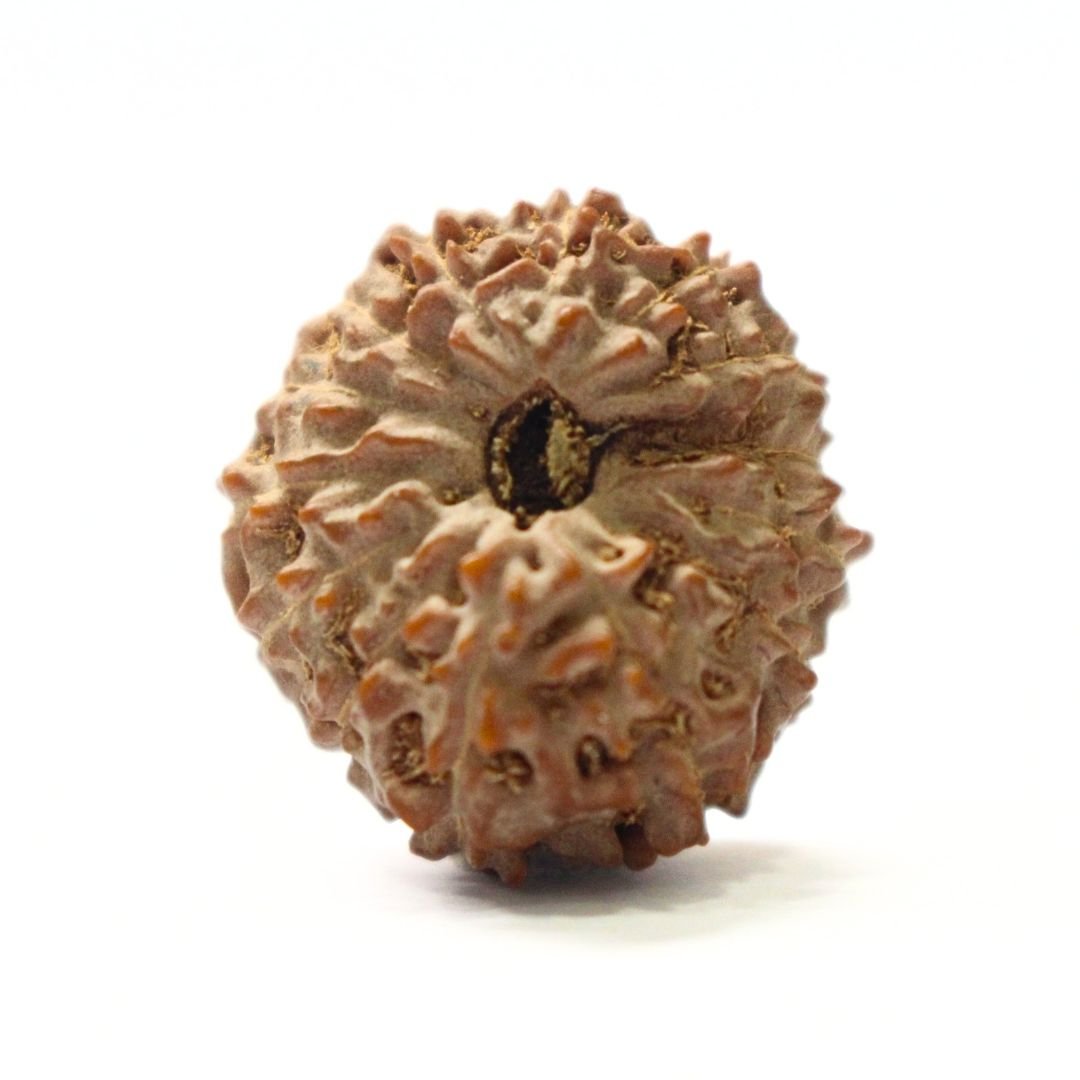 14 Mukhi Rudraksha from Indonesia - 20mm - II - Divine Bead of Lord Hanuman for Courage, Success & Protection | Certified | Rudrastu