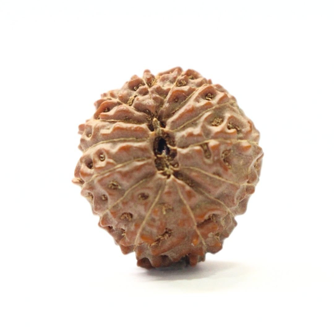 14 Mukhi Rudraksha from Indonesia - 20mm - II - Divine Bead of Lord Hanuman for Courage, Success & Protection | Certified | Rudrastu - Image 2