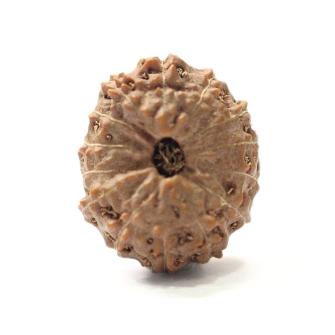 14 Mukhi Rudraksha from Indonesia - 20mm - III - Divine Bead of Lord Hanuman for Courage, Success & Protection | Certified | Rudrastu