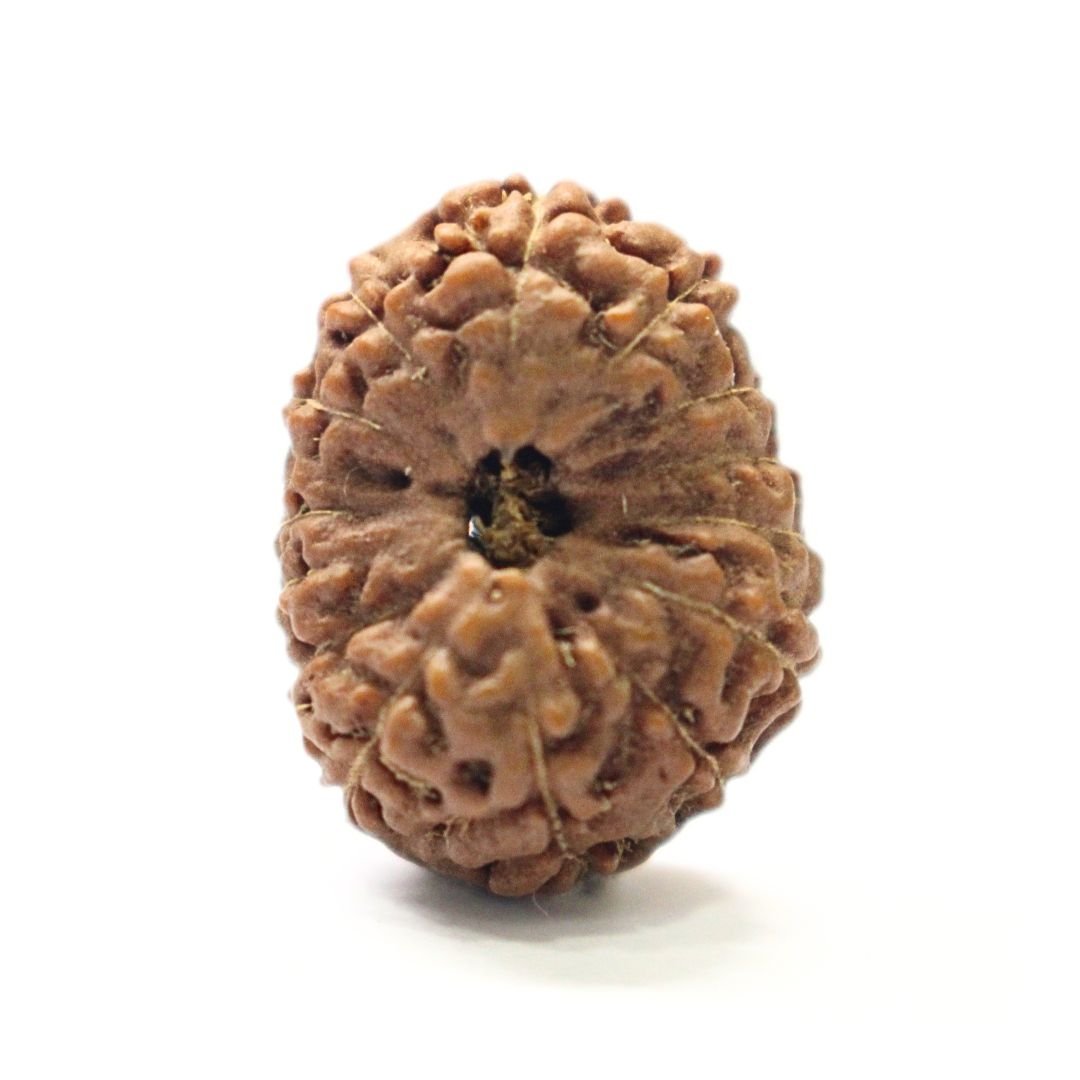 14 Mukhi Rudraksha from Indonesia - 20mm - IV - Divine Bead of Lord Hanuman for Courage, Success & Protection | Certified | Rudrastu