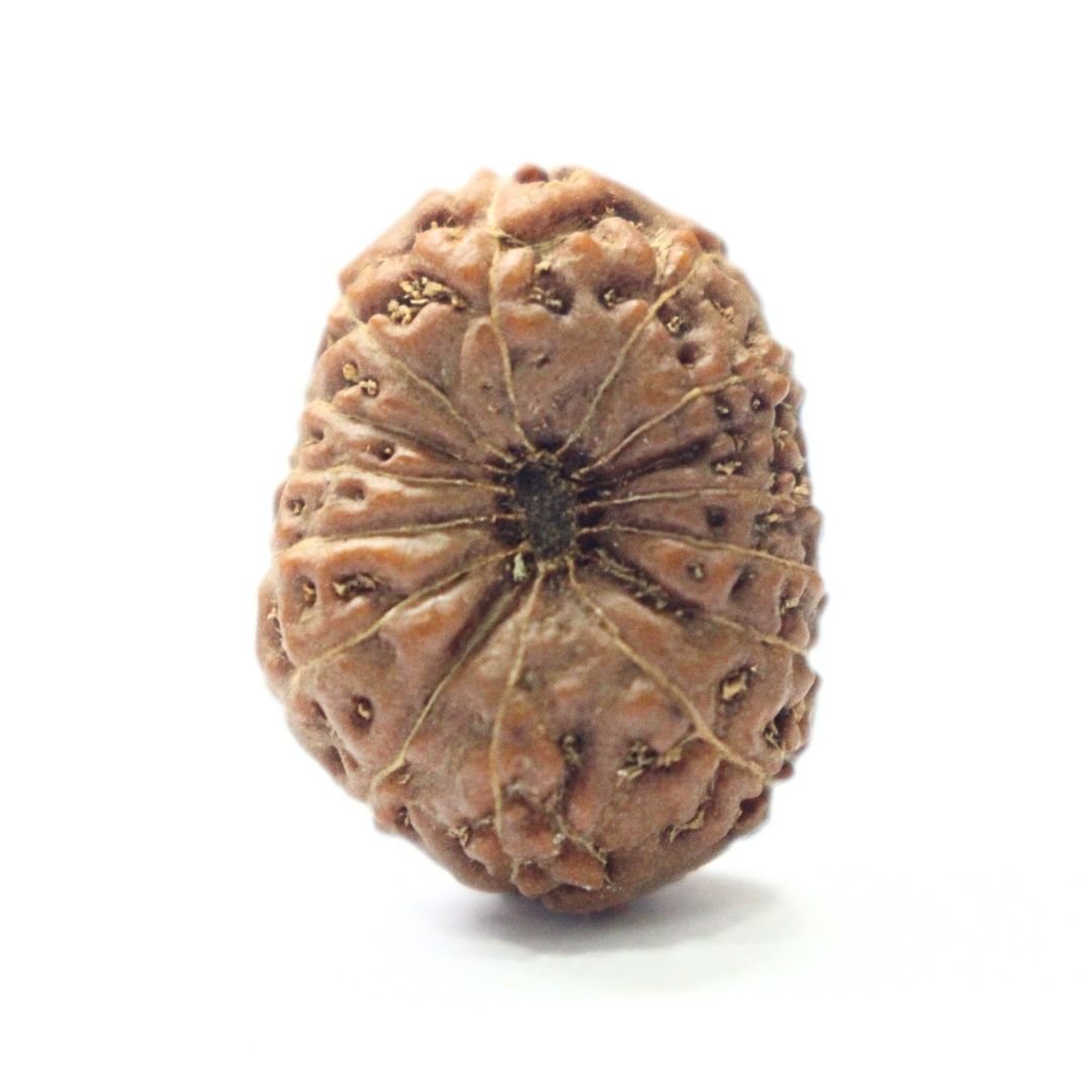 14 Mukhi Rudraksha from Indonesia - 20mm - IV - Divine Bead of Lord Hanuman for Courage, Success & Protection | Certified | Rudrastu - Image 2