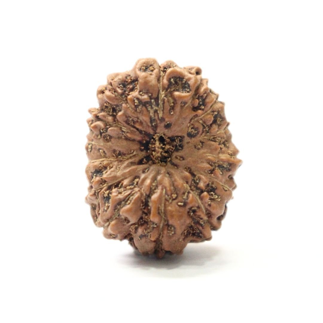 14 Mukhi Rudraksha from Indonesia - 21mm - I - Divine Bead of Lord Hanuman for Courage, Success & Protection | Certified | Rudrastu