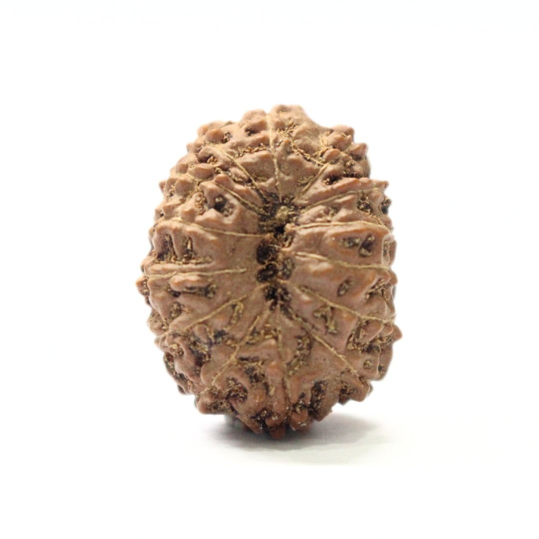 14 Mukhi Rudraksha from Indonesia - 21mm - I - Divine Bead of Lord Hanuman for Courage, Success & Protection | Certified | Rudrastu - Image 2