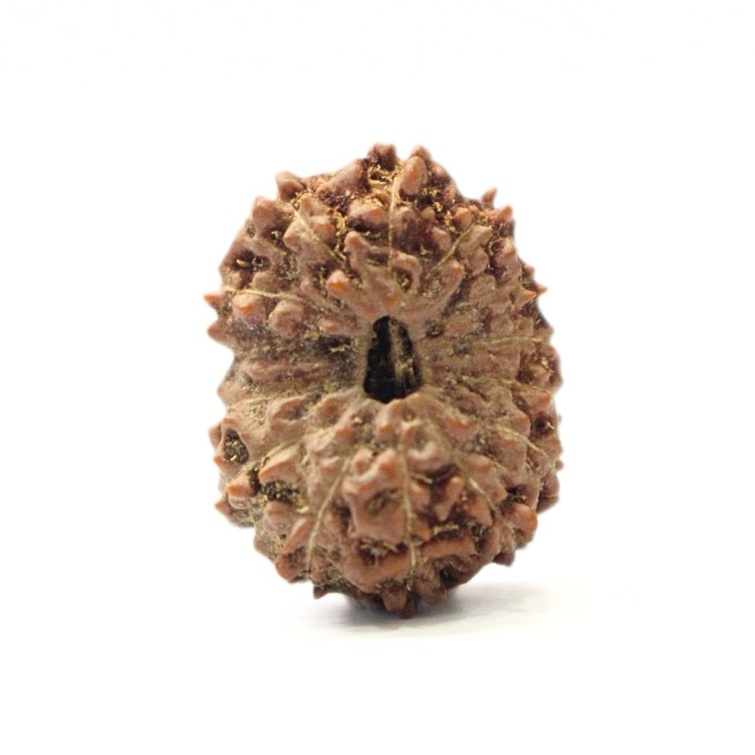 14 Mukhi Rudraksha from Indonesia - 22mm - I - Divine Bead of Lord Hanuman for Courage, Success & Protection | Certified | Rudrastu