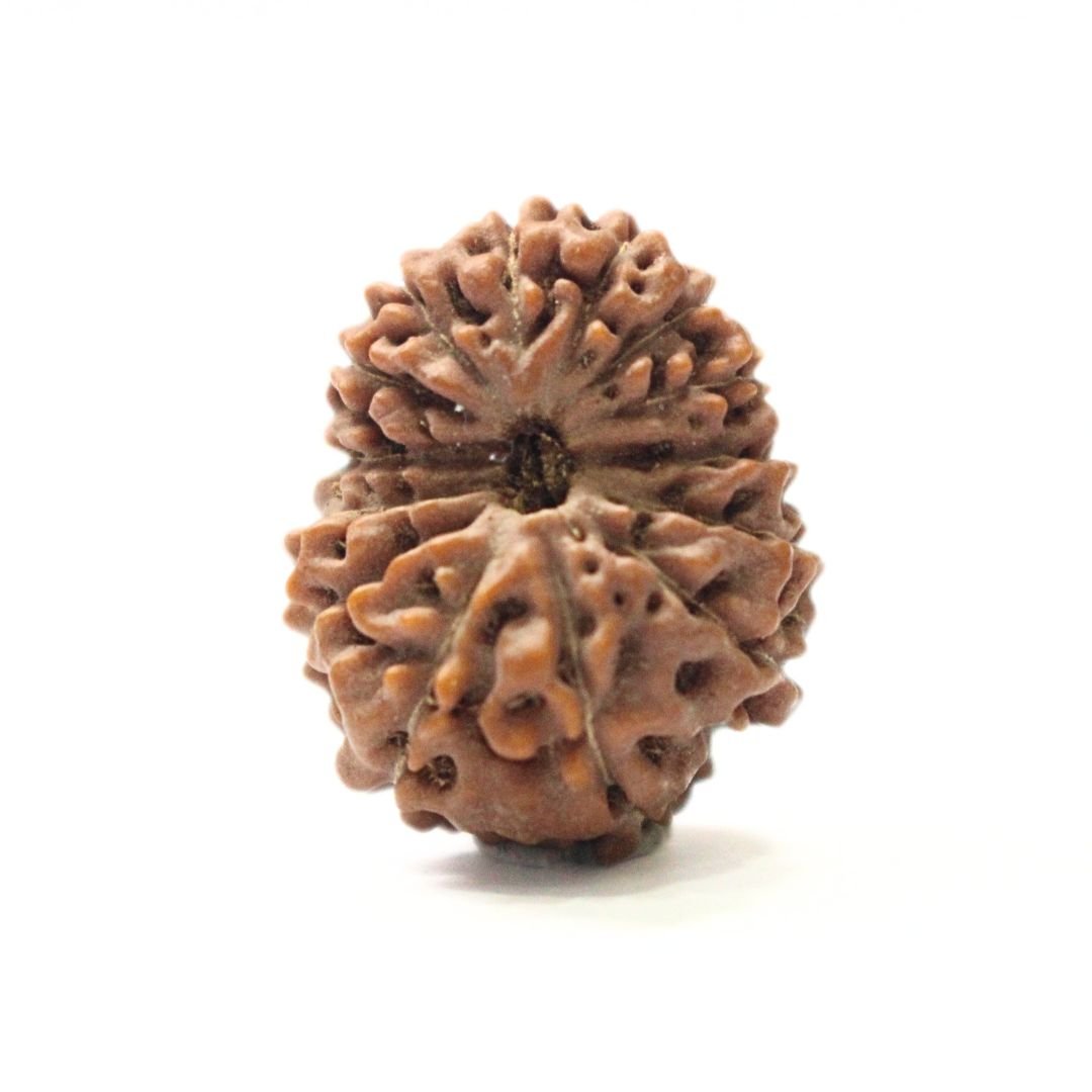 14 Mukhi Rudraksha from Indonesia - 21mm - II - Divine Bead of Lord Hanuman for Courage, Success & Protection | Certified | Rudrastu