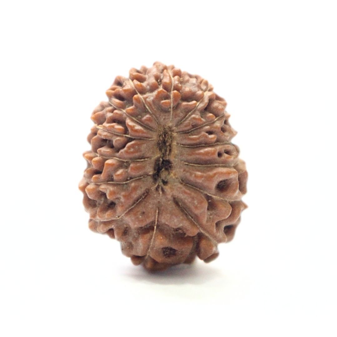 14 Mukhi Rudraksha from Indonesia - 21mm - II - Divine Bead of Lord Hanuman for Courage, Success & Protection | Certified | Rudrastu - Image 2