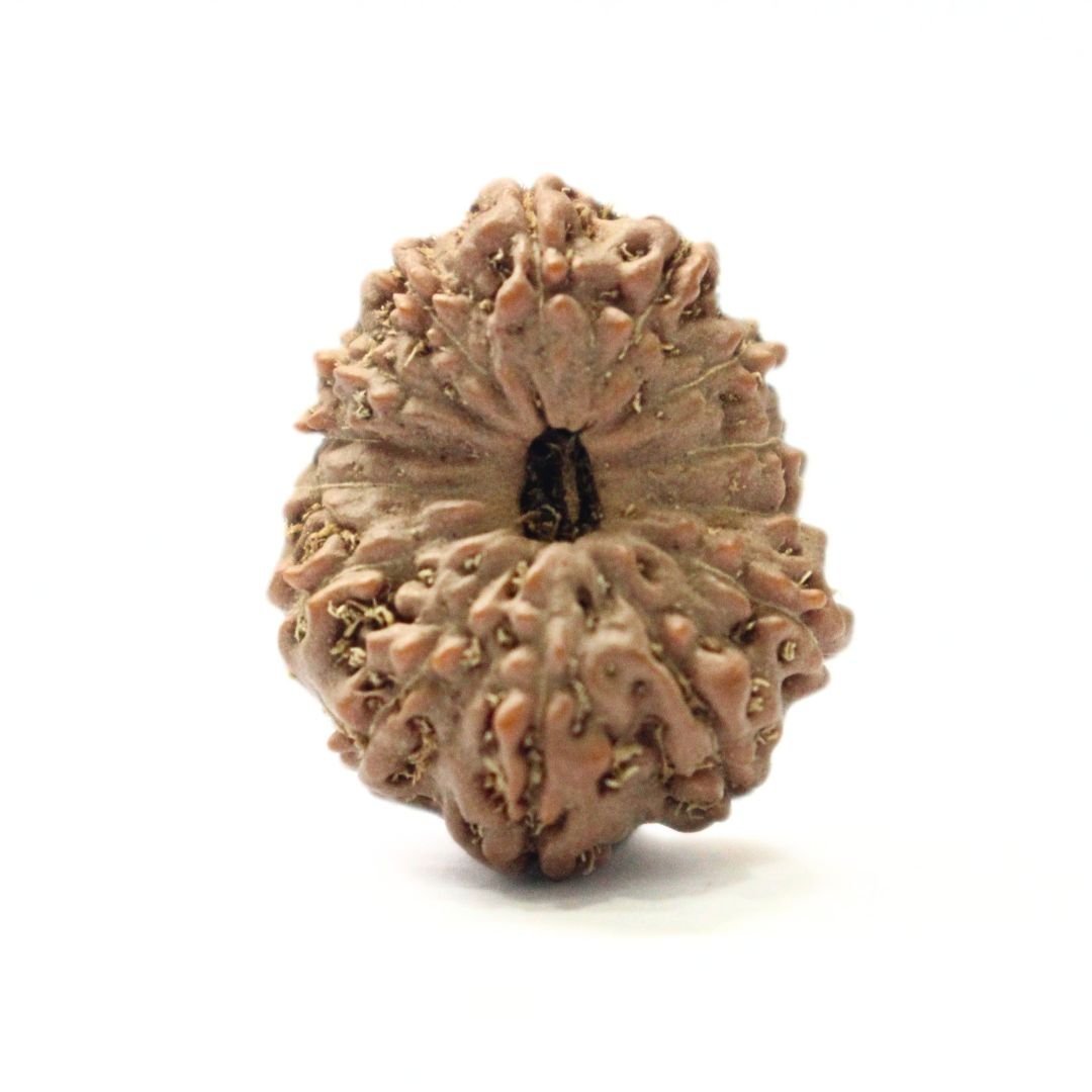 14 Mukhi Rudraksha from Indonesia - 21mm - III - Divine Bead of Lord Hanuman for Courage, Success & Protection | Certified | Rudrastu