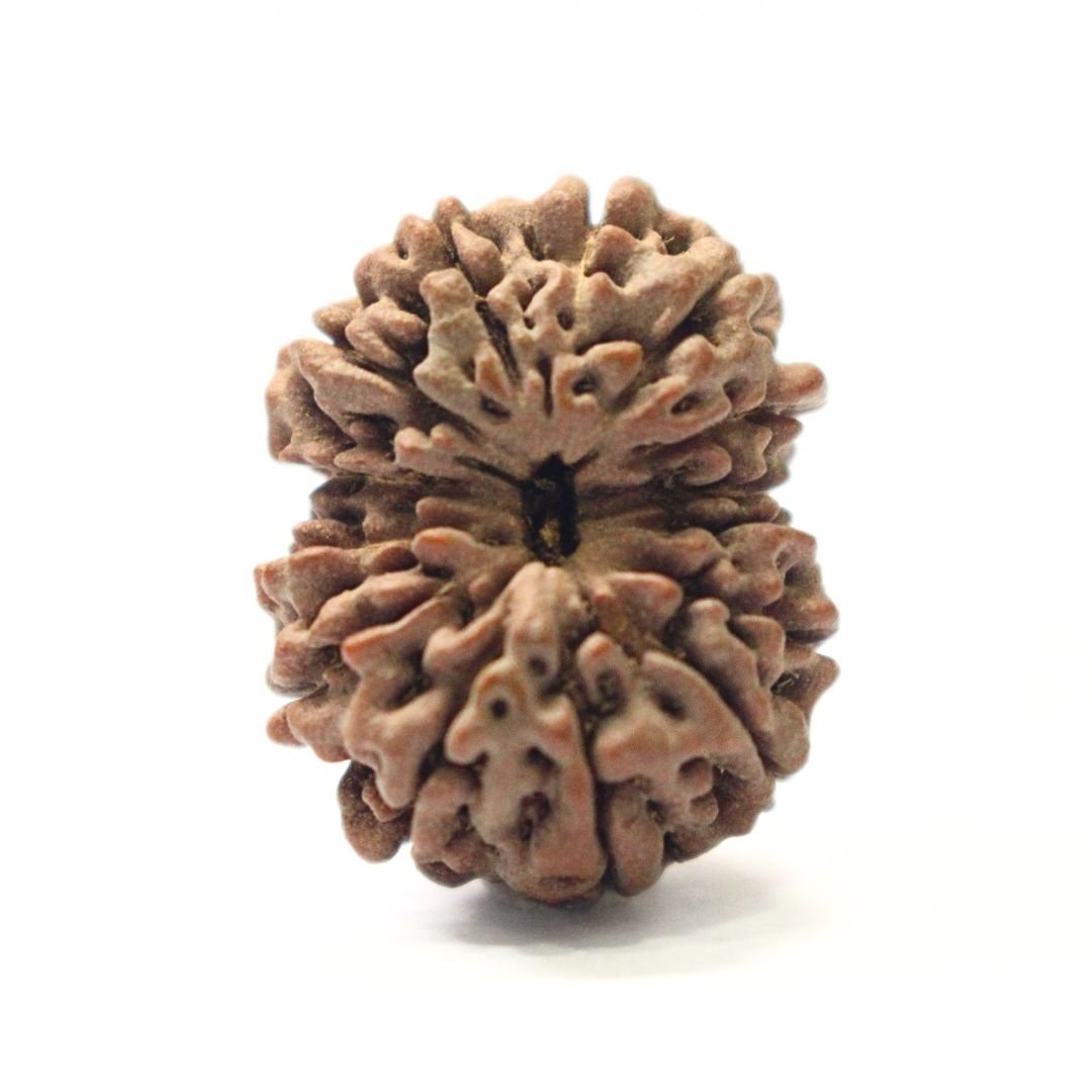 14 Mukhi Rudraksha from Indonesia - 23mm - II - Divine Bead of Lord Hanuman for Courage, Success & Protection | Certified | Rudrastu