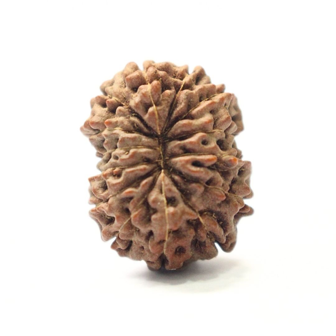14 Mukhi Rudraksha from Indonesia - 23mm - II - Divine Bead of Lord Hanuman for Courage, Success & Protection | Certified | Rudrastu - Image 2