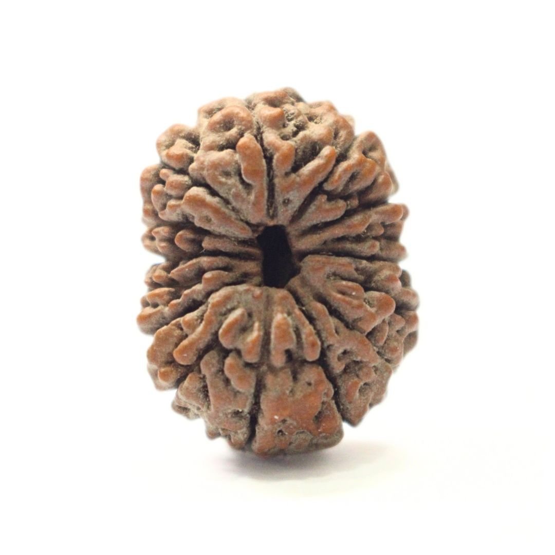 14 Mukhi Rudraksha from Indonesia - 22mm - II - Divine Bead of Lord Hanuman for Courage, Success & Protection | Certified | Rudrastu