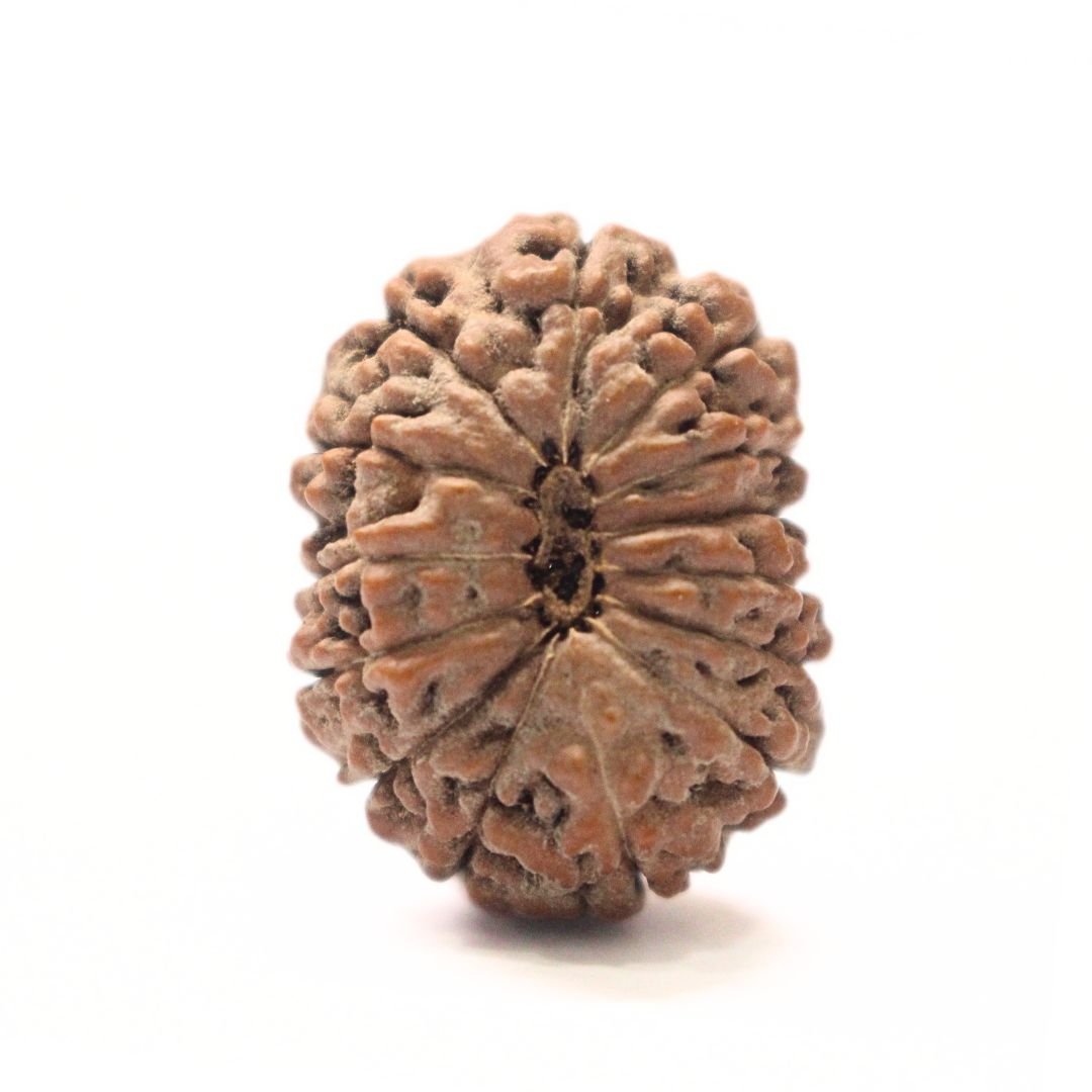 14 Mukhi Rudraksha from Indonesia - 22mm - II - Divine Bead of Lord Hanuman for Courage, Success & Protection | Certified | Rudrastu - Image 2