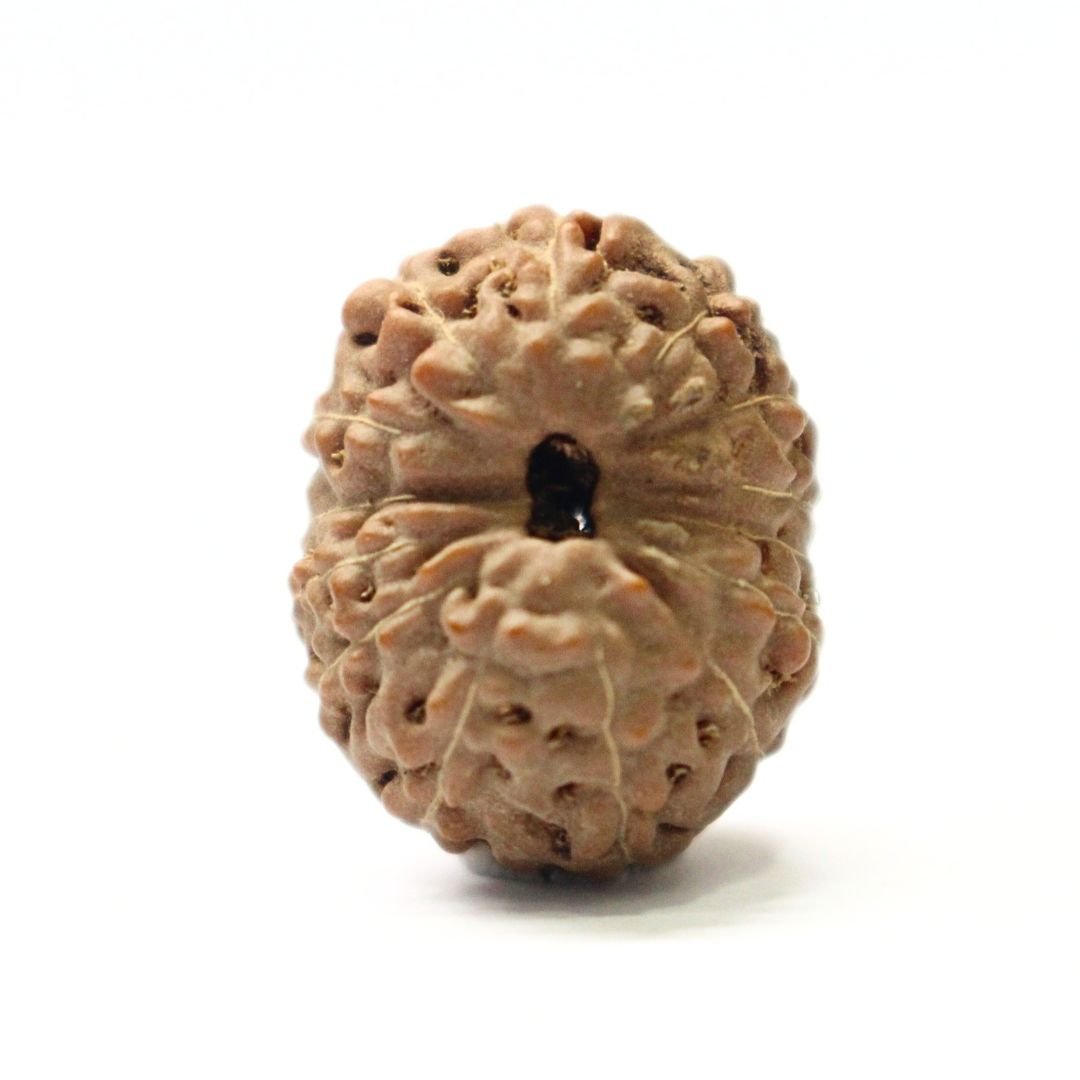 14 Mukhi Rudraksha from Indonesia - 20mm - V - Divine Bead of Lord Hanuman for Courage, Success & Protection | Certified | Rudrastu