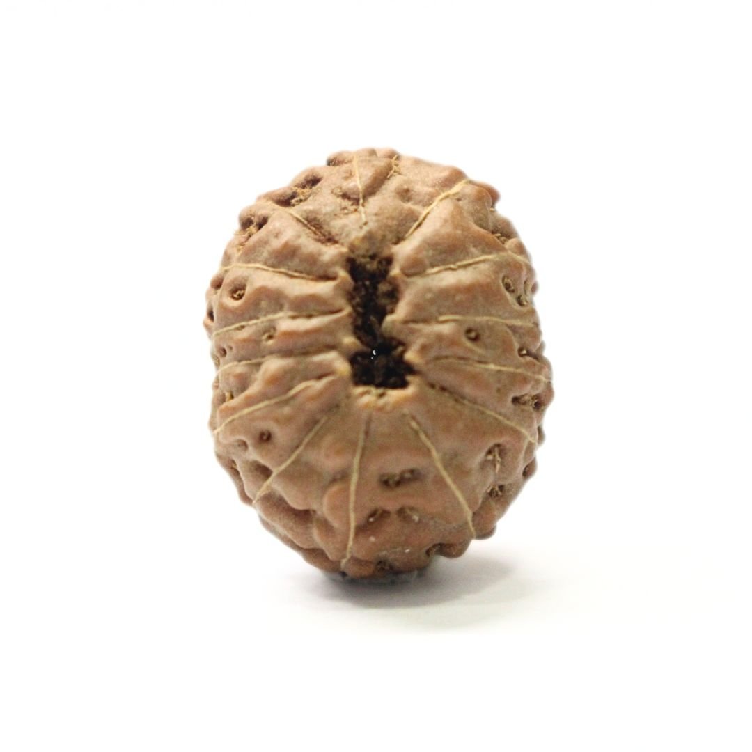 14 Mukhi Rudraksha from Indonesia - 20mm - V - Divine Bead of Lord Hanuman for Courage, Success & Protection | Certified | Rudrastu - Image 2