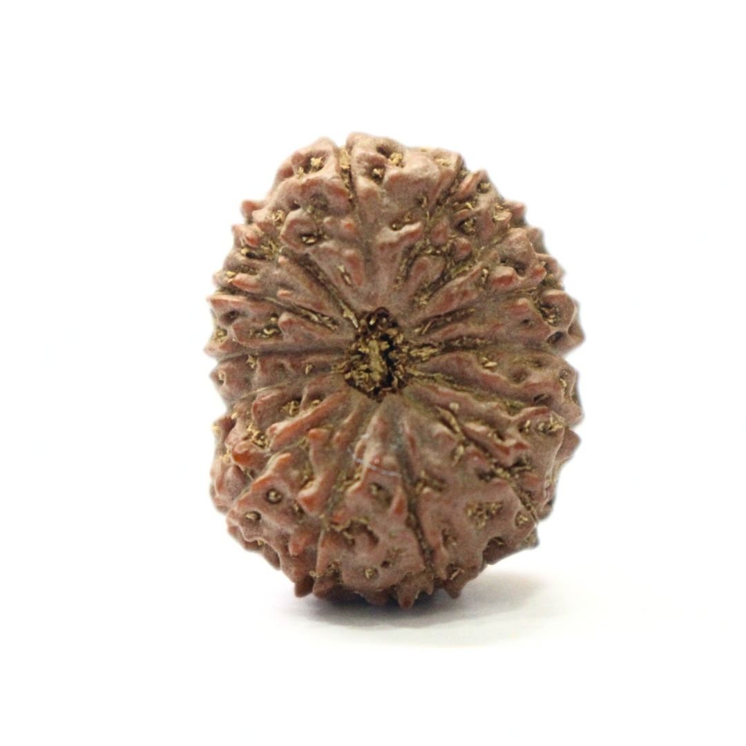 14 Mukhi Rudraksha from Indonesia - 21mm - IV - Divine Bead of Lord Hanuman for Courage, Success & Protection | Certified | Rudrastu