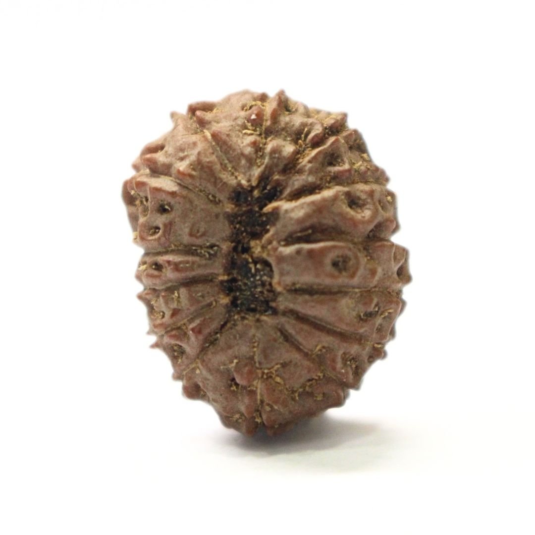 14 Mukhi Rudraksha from Indonesia - 21mm - IV - Divine Bead of Lord Hanuman for Courage, Success & Protection | Certified | Rudrastu - Image 2