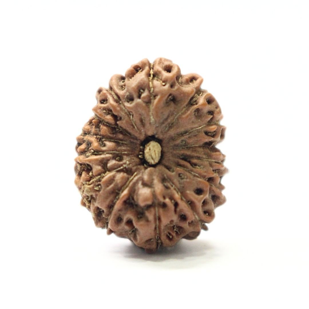 14 Mukhi Rudraksha from Indonesia - 20mm - VI - Divine Bead of Lord Hanuman for Courage, Success & Protection | Certified | Rudrastu