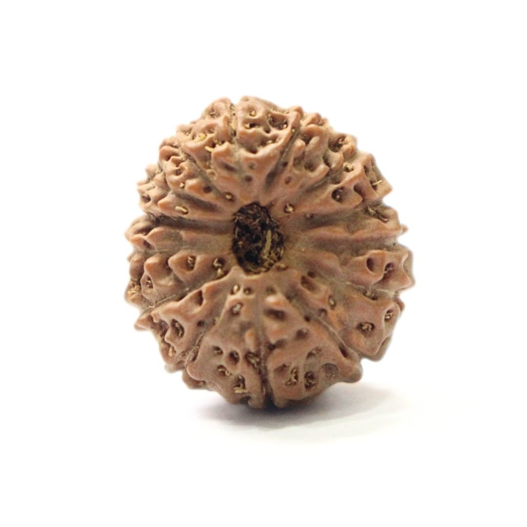 14 Mukhi Rudraksha from Indonesia - 19mm - IX -Divine Bead of Lord Hanuman for Courage, Success & Protection | Certified | Rudrastu
