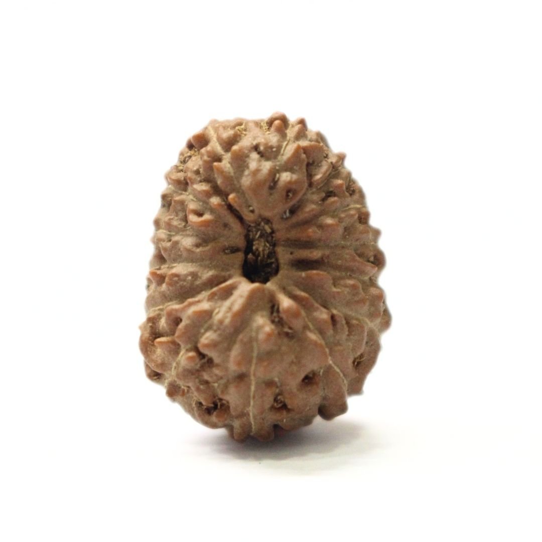 14 Mukhi Rudraksha from Indonesia - 19mm - I - Divine Bead of Lord Hanuman for Courage, Success & Protection | Certified | Rudrastu