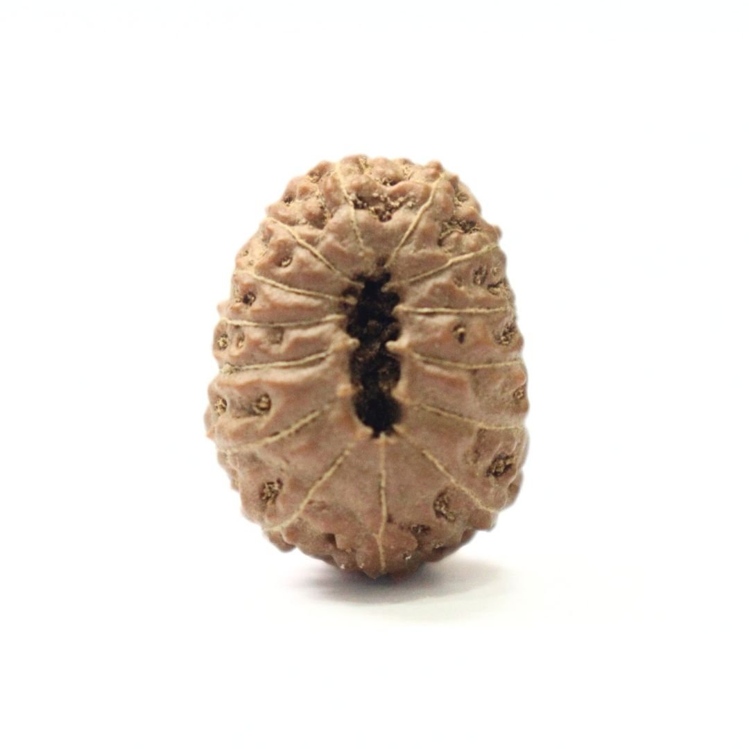 14 Mukhi Rudraksha from Indonesia - 19mm - I - Divine Bead of Lord Hanuman for Courage, Success & Protection | Certified | Rudrastu - Image 2