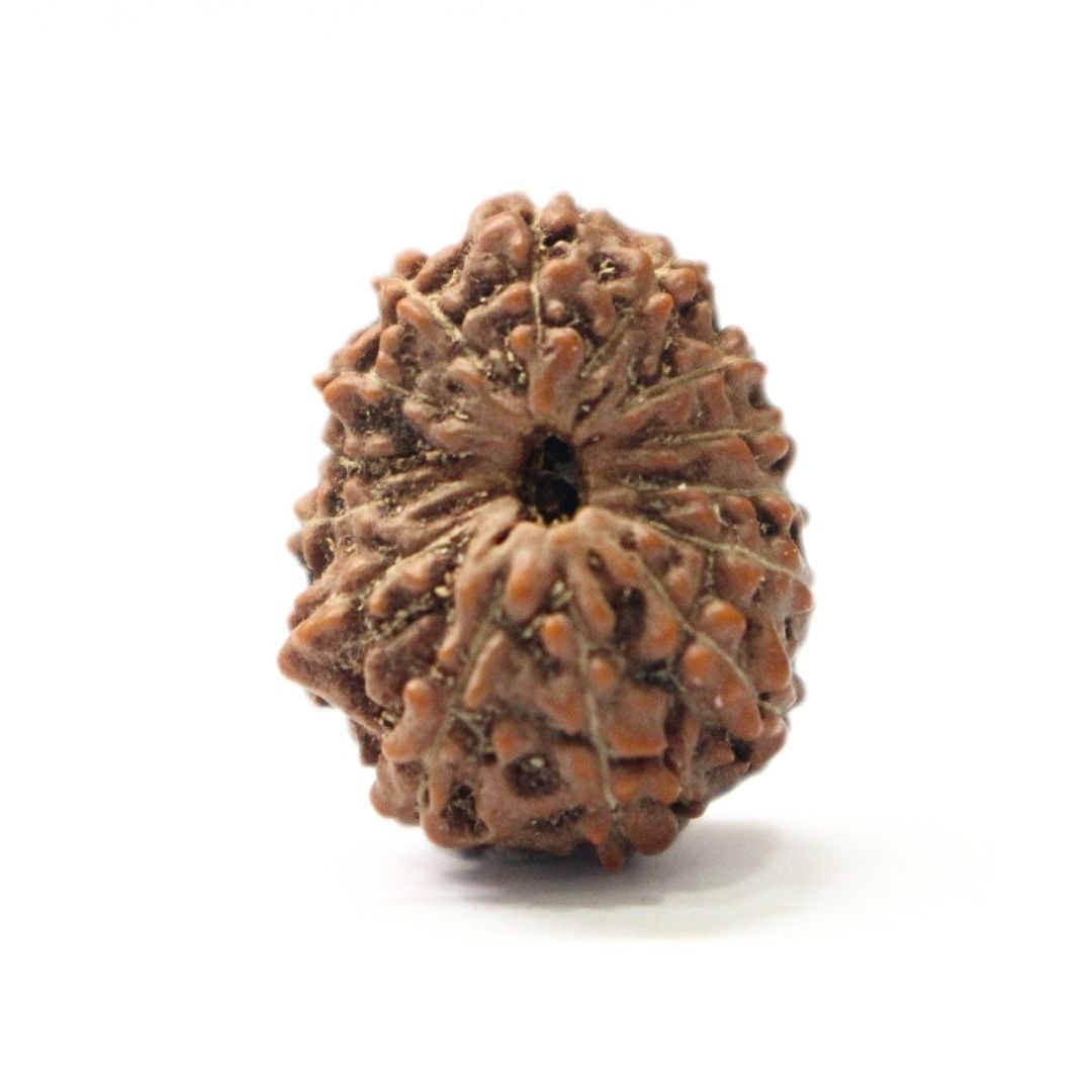 14 Mukhi Rudraksha from Indonesia - 19mm - II - Divine Bead of Lord Hanuman for Courage, Success & Protection | Certified | Rudrastu