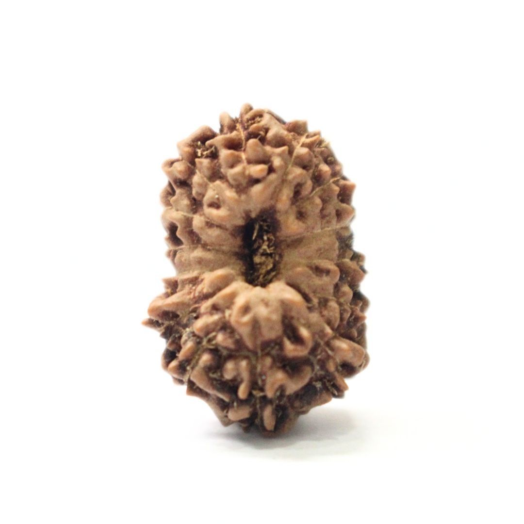 14 Mukhi Rudraksha from Indonesia - 19mm - III - Divine Bead of Lord Hanuman for Courage, Success & Protection | Certified | Rudrastu