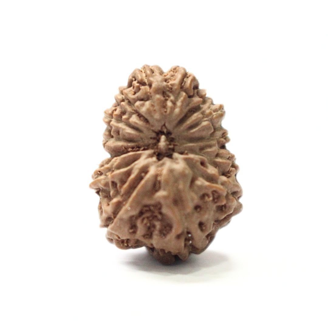 14 Mukhi Rudraksha from Indonesia - 19mm - IV - Divine Bead of Lord Hanuman for Courage, Success & Protection | Certified | Rudrastu