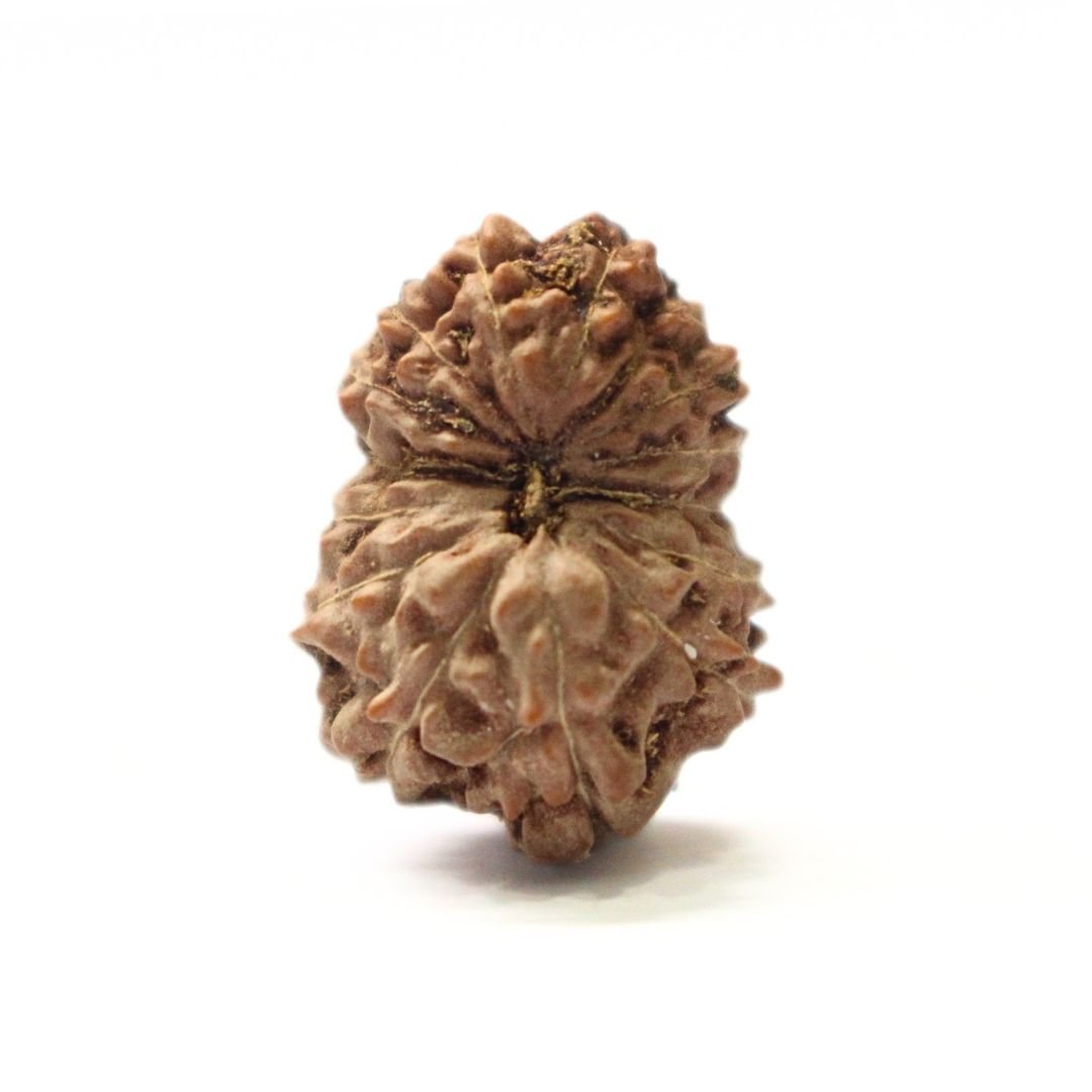 14 Mukhi Rudraksha from Indonesia - 19mm - V -Divine Bead of Lord Hanuman for Courage, Success & Protection | Certified | Rudrastu