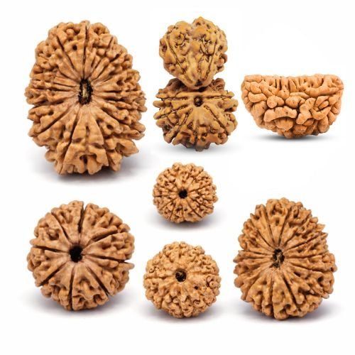 Rudraksha-Rudrastu-1 Rudraksha-Rudrastu-1